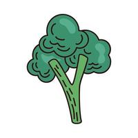 brócoli vegetal fresco vector
