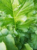 foliage Leaves fruits and Flowers photo