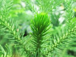 foliage Leaves fruits and Flowers photo