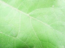 foliage Leaves fruits and Flowers photo