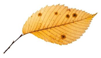 rotten autumn leaf of elm tree isolated photo