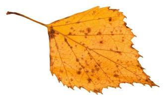 fallen rotten yellow leaf of birch tree isolated photo