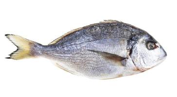 frozen whole gilt-head sea bream isolated photo