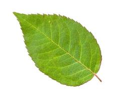 hoja verde fresca de la planta de rosas de jardín aislada foto