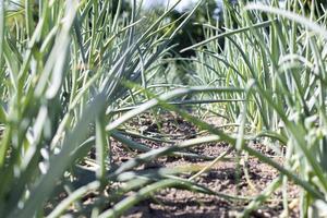 Onions are grown on soil in plots. Rows on the field in the agricultural garden. Landscape in summer. Onion plants grow on the field, close-up. Onion production field, cultivation practice. photo