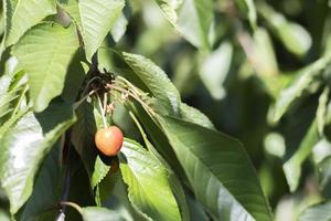 Ripe red and sweet cherry berries hanging from a tree branch before harvest in early summer. A tree with delicious and juicy dark red bird cherry fruits hanging from a tree branch. photo