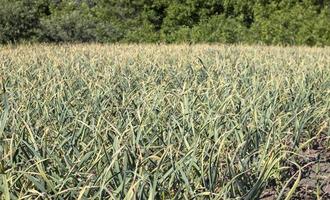 campo de ajo en el paisaje. ajo ecológico cultivado en el campo. campo agrícola de la planta de ajo. el concepto de agricultura orgánica. una cama de ajo, tierra negra suelta en el jardín. foto