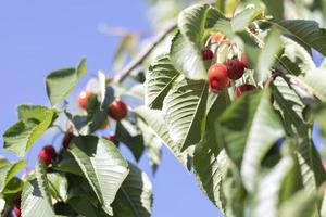 Ripe red and sweet cherry berries hanging from a tree branch before harvest in early summer. A tree with delicious and juicy dark red bird cherry fruits hanging from a tree branch. photo