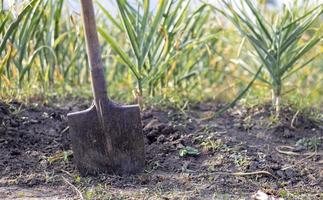 Garlic field in the landscape with a shovel. Organic garlic grown in the countryside. Agricultural field of garlic plant. The concept of organic farming. A bed of garlic, loose black soil. photo