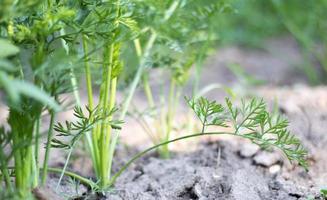 Carrots grow in the beds in the home garden on a summer day. Vegetable green garden. Carrots grow in the garden. Fresh organic product. Young green leaves of a growing carrot. photo