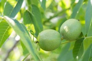 Green young walnuts grow on a tree. Variety Kocherzhenko close-up. The walnut tree grows waiting to be harvested. Green leaves background. Nut fruits on a tree branch in the yellow rays of the sun. photo