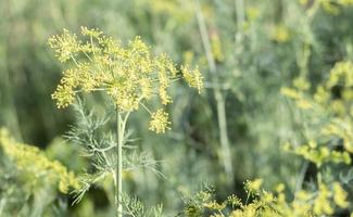 fondo con primer plano de umbela de eneldo. planta de jardín eneldo fragante en una cama en el jardín. eneldo en crecimiento. eneldo en el jardín. paraguas aromática planta euroasiática. foto