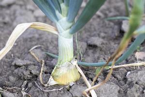 Onions are grown on soil in plots. Rows on the field in the agricultural garden. Landscape in summer. Onion plants grow on the field, close-up. Onion production field, cultivation practice. photo