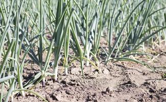View of a field with ripening green onions. Onion field. Onion ripe plants growing in the field, close-up. Field onion ripening in spring. Agricultural landscape. Growing green onions in the garden. photo