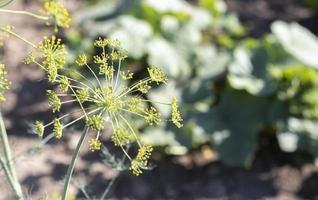 fondo con primer plano de umbela de eneldo. planta de jardín eneldo fragante en una cama en el jardín. eneldo en crecimiento. eneldo en el jardín. paraguas aromática planta euroasiática. foto