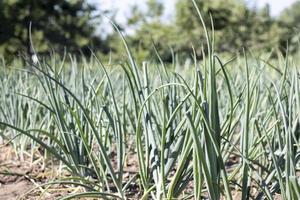 Onions are grown on soil in plots. Rows on the field in the agricultural garden. Landscape in summer. Onion plants grow on the field, close-up. Onion production field, cultivation practice. photo