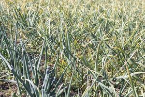 campo de ajo en el paisaje. ajo ecológico cultivado en el campo. campo agrícola de la planta de ajo. el concepto de agricultura orgánica. una cama de ajo, tierra negra suelta en el jardín. foto