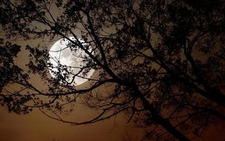 árbol en el fondo de la noche a la luz de la luna. foto