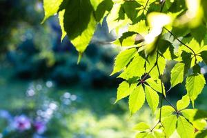 hojas verdes iluminadas por el sol y el jardín al atardecer foto