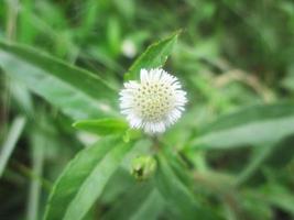 foliage Leaves fruits and Flowers photo