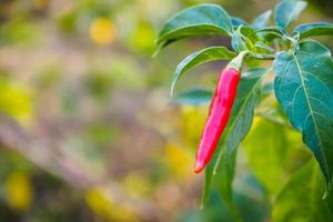 Red Chilli in the garden photo