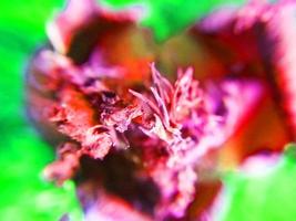 foliage Leaves fruits and Flowers photo