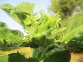 foliage Leaves fruits and Flowers photo