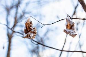 primer plano de hojas secas congeladas en el bosque en primavera foto