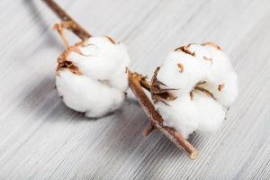 twig of cotton plant with cottonwool on gray photo