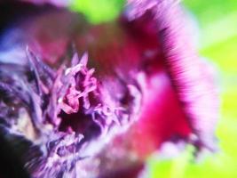 foliage Leaves fruits and Flowers photo