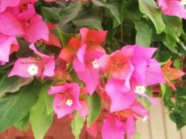 foliage Leaves fruits and Flowers photo