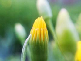 foliage Leaves fruits and Flowers photo