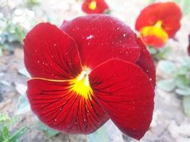 foliage Leaves fruits and Flowers photo