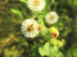 follaje hojas frutos y flores foto