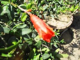 foliage Leaves fruits and Flowers photo