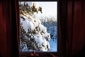 vista del patio trasero cubierto de nieve a través de la ventana foto