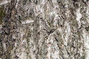 corteza gris surcada en el viejo tronco del árbol de abedul foto