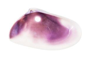 empty purple conch of clam perforated for beads photo