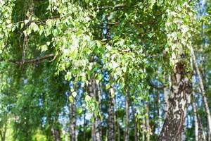 foliage of birch tree in birch grove in forest photo