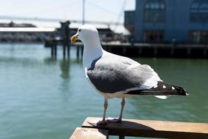 View of seagull at Pier photo