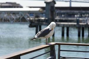 View of seagull at Pier photo
