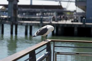 View of seagull at Pier photo