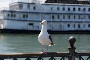 View of seagull at Pier photo