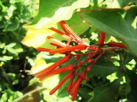 foliage Leaves fruits and Flowers photo