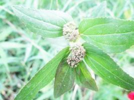 foliage Leaves fruits and Flowers photo