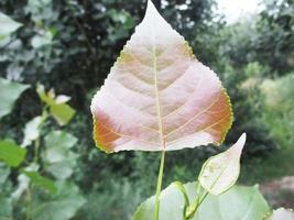 foliage Leaves fruits and Flowers photo