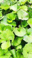 foliage Leaves fruits and Flowers photo