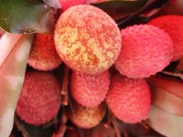 fresh fruits and vegetables photo