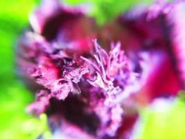 foliage Leaves fruits and Flowers photo