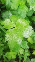 foliage Leaves fruits and Flowers photo